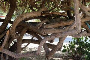 Part of a tall tree trunk close up. photo