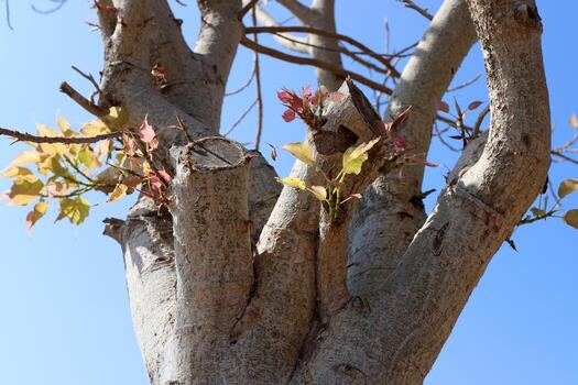 Part of a tall tree trunk close up. photo