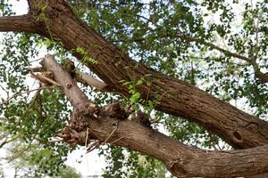 Part of a tall tree trunk close up. photo