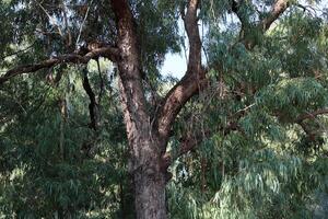 Part of a tall tree trunk close up. photo