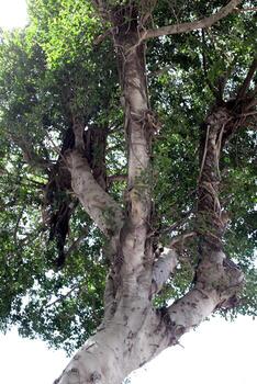 Part of a tall tree trunk close up. photo