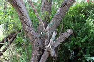 Part of a tall tree trunk close up. photo