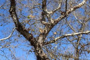 Part of a tall tree trunk close up. photo