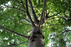 Part of a tall tree trunk close up. photo