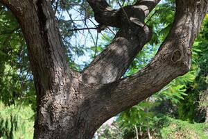 Part of a tall tree trunk close up. photo