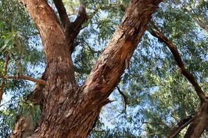 Part of a tall tree trunk close up. photo