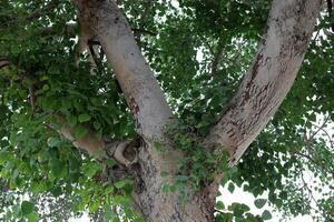 Part of a tall tree trunk close up. photo