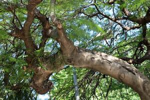 Part of a tall tree trunk close up. photo
