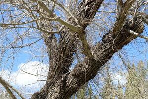 Part of a tall tree trunk close up. photo