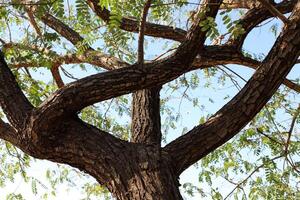 Part of a tall tree trunk close up. photo