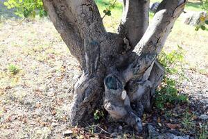 Part of a tall tree trunk close up. photo
