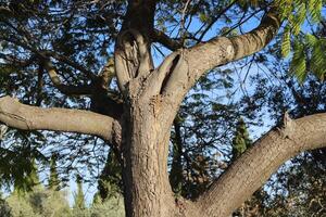 Part of a tall tree trunk close up. photo