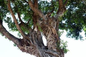 Part of a tall tree trunk close up. photo