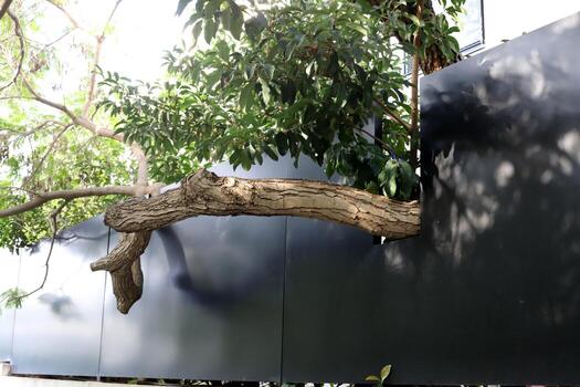 Part of a tall tree trunk close up. photo