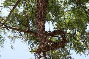 Part of a tall tree trunk close up. photo