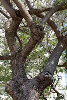 Part of a tall tree trunk close up. photo