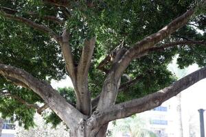 Part of a tall tree trunk close up. photo