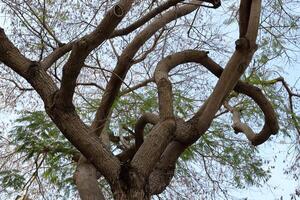 Part of a tall tree trunk close up. photo