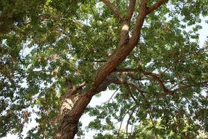Part of a tall tree trunk close up. photo