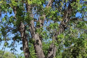 Part of a tall tree trunk close up. photo