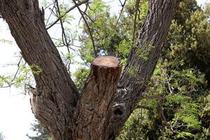 Part of a tall tree trunk close up. photo