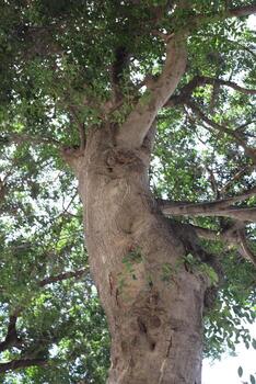 Part of a tall tree trunk close up. photo