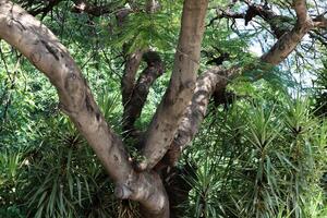 Part of a tall tree trunk close up. photo