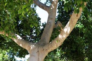 Part of a tall tree trunk close up. photo
