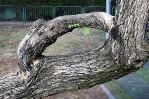 Part of a tall tree trunk close up. photo