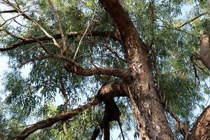 Part of a tall tree trunk close up. photo