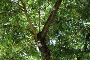 Part of a tall tree trunk close up. photo