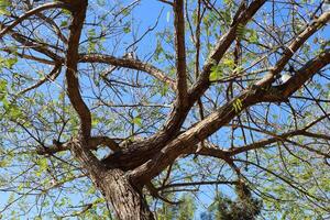 Part of a tall tree trunk close up. photo