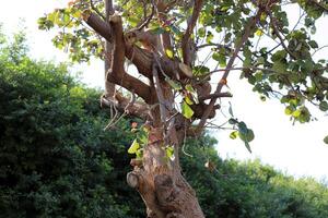 Part of a tall tree trunk close up. photo