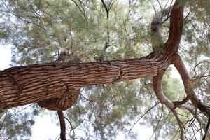 Part of a tall tree trunk close up. photo