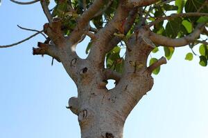 Part of a tall tree trunk close up. photo