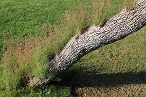 Part of a tall tree trunk close up. photo