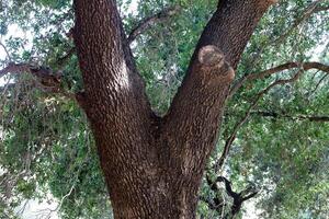 Part of a tall tree trunk close up. photo