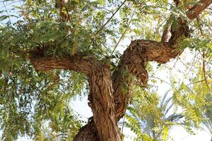 Part of a tall tree trunk close up. photo