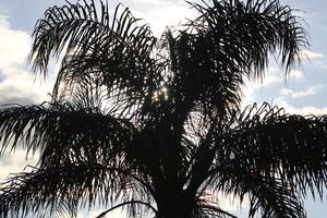 The sun's ray breaks through the branches and leaves of a tall tree. photo