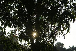 The sun's ray breaks through the branches and leaves of a tall tree. photo