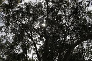 The sun's ray breaks through the branches and leaves of a tall tree. photo