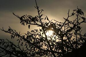 The sun's ray breaks through the branches and leaves of a tall tree. photo