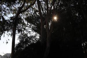 The sun's ray breaks through the branches and leaves of a tall tree. photo