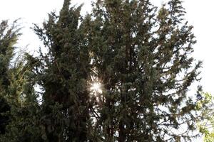 The sun's ray breaks through the branches and leaves of a tall tree. photo
