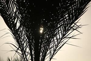 The sun's ray breaks through the branches and leaves of a tall tree. photo