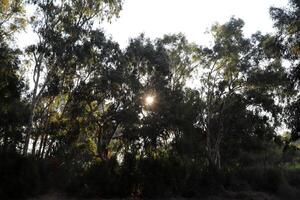 The sun's ray breaks through the branches and leaves of a tall tree. photo