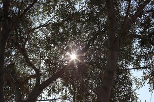 The sun's ray breaks through the branches and leaves of a tall tree. photo