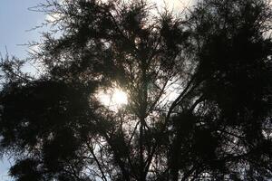 The sun's ray breaks through the branches and leaves of a tall tree. photo