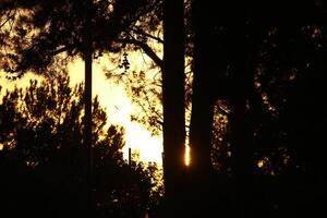 The sun's ray breaks through the branches and leaves of a tall tree. photo