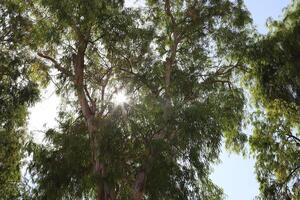 The sun's ray breaks through the branches and leaves of a tall tree. photo
